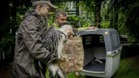 orlosupNakládání do transportní bedny foto Radek Petrášek ČTK